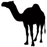 camel