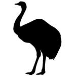 ostrich